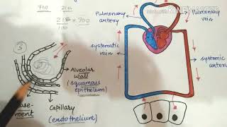 Mechanism of exchange of gases/very simplified lecture.