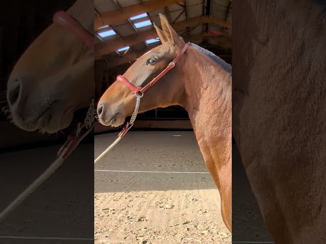 Guindilla Soto Gil, proche de l&rsquo;homme.