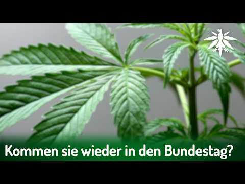 Kommen sie wieder in den Bundestag? | DHV-News # 450