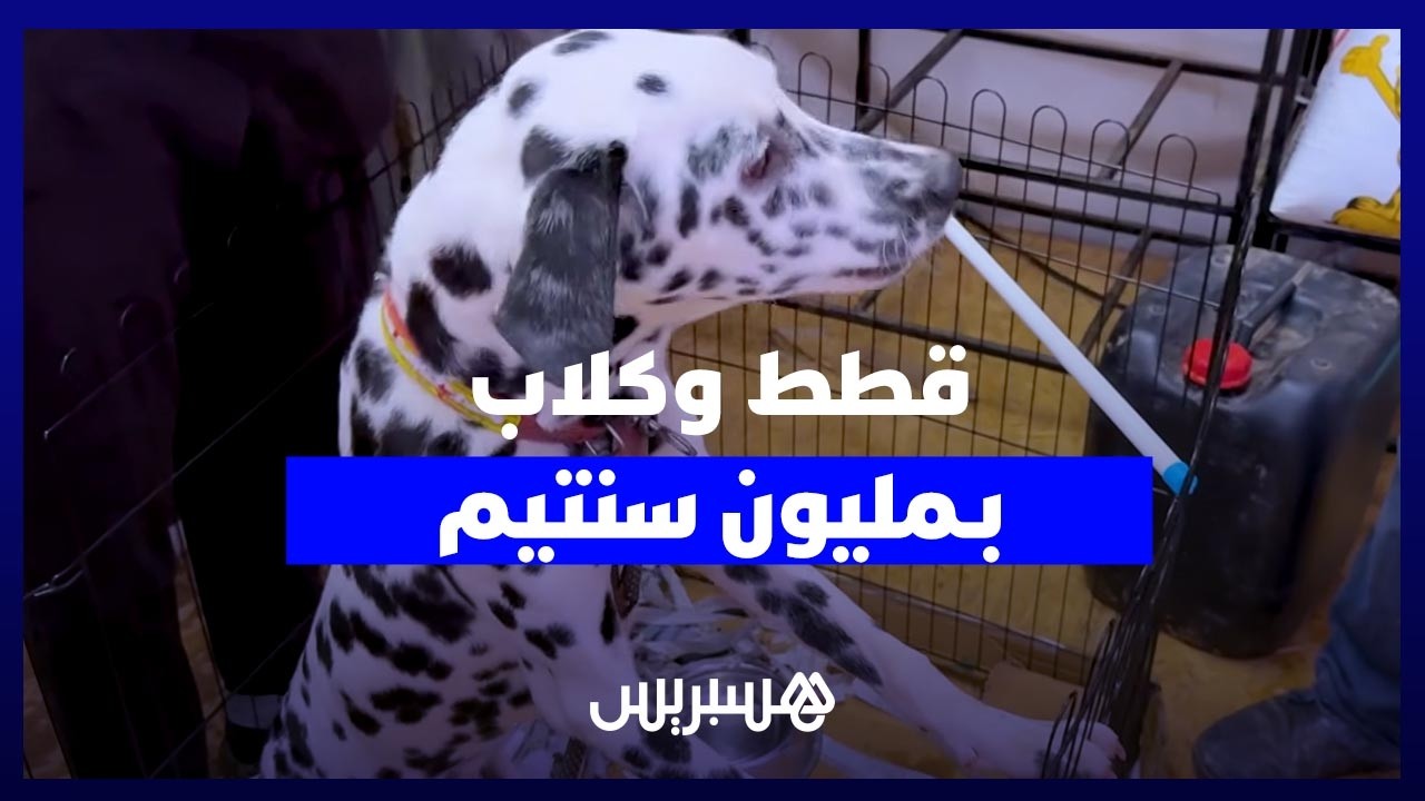 يصل ثمنها إلى مليون سنتيم...قطط وكلاب تثير فضول زوار معرض الفلاحة بمكناس thumbnail