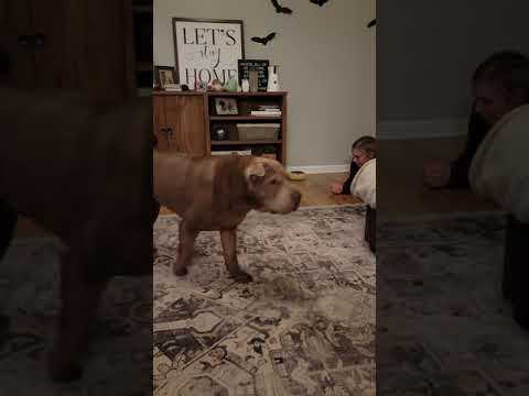 Jaydens first crawling attempts