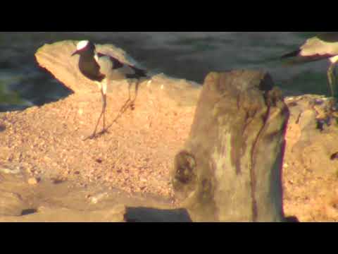 Djuma: Blacksmith Lapwing pair at the pan - 17:56 - 12/14/18