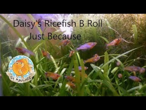 Daisy's Ricefish B Roll    Just Because