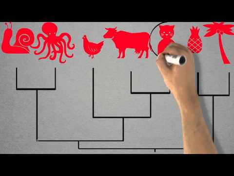 Tree thinking, part 1