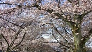 preview picture of video '京都 醍醐寺 境内の桜 Cherry Blossoms in Daigo-ji Temple, Kyoto（2010-04）'