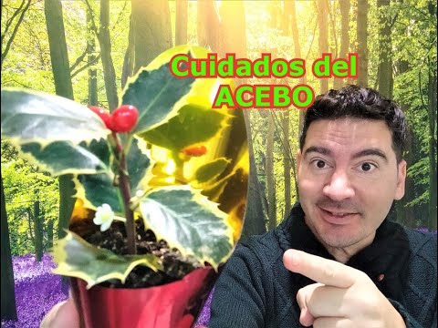 , title : 'ACEBO CUIDADOS : Cómo cultivar acebo en maceta, riegos, trasplante, poda, ubicación, ...'