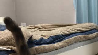 【猫動画】これはちんあなごです