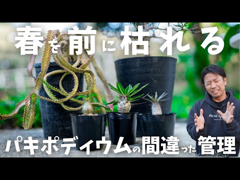 キョウチクトウを鉢や地植えで越冬するにはどうすればよいですか？寒さから守るのはいつですか？  庭園