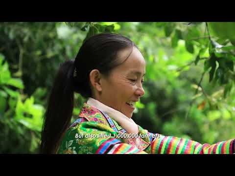 Yunnan Macadamia in China