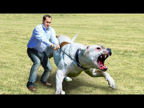 , title : '13 Der Größten Und Mächtigsten Hunde Der Welt!'