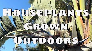 🌿 How Big Can Houseplants Get Outdoors? 🌿 Surprising Outdoor Growth