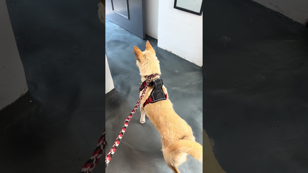 Enlarge TAY TAY, a Adoptable mixed breed in Langley, BC video 5/6