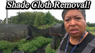 Shade Cloth REMOVED and HARVESTING Food!!