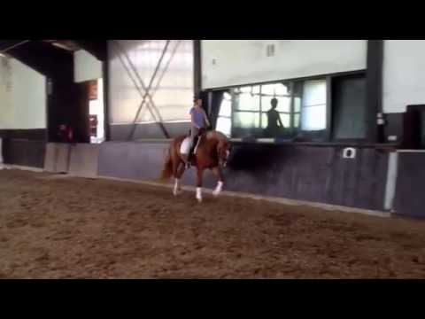 Fürst Frederik x World Magic - 4j Stute