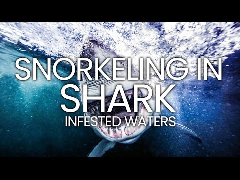 Shark-Infested Waters: The Ultimate Guide to Snorkeling with Sharks around the world