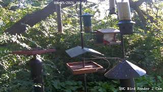Saint Vincent College Bird Feeder Cam#2 live webcam