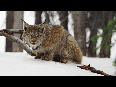 Lynx: Shadows of the Forest