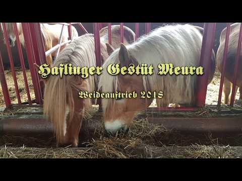 Haflinger Gestüt Meura Weideauftrieb 2018