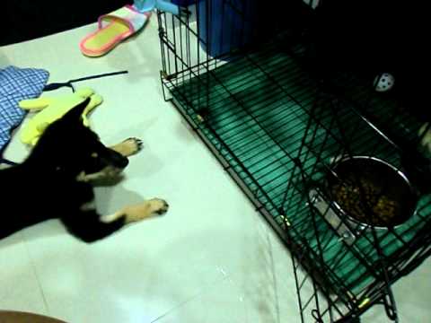 喔喔可以「等」很久~(原發表者:喔喔巴巴)(影片)