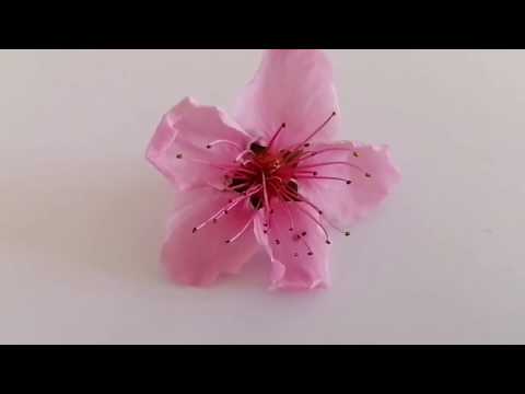 La struttura del fiore