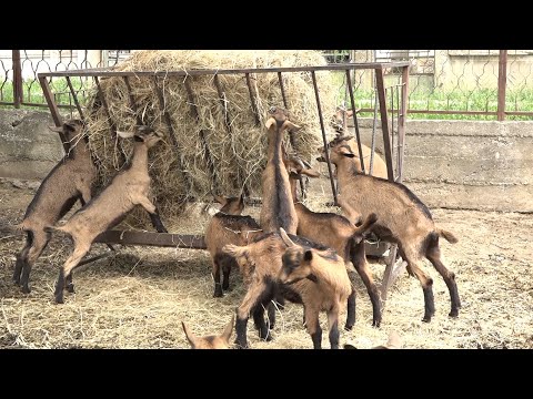 ZELENO POMORAVLJE – Željko Miletić, kozar iz Lebine