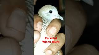 Download lagu Perkutut Wisnu Murti Mata hitam#shorts mp3 Download lagu Perkutut Wisnu Murti Mata hitam#shorts mp3