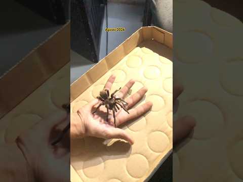 Tarántula Cubana,hay Bastante aquí en Alamar La Habana del Este 🇨🇺