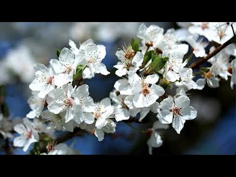 Nhạc Giảm Căng Thẳng, Tĩnh Tâm - Nhạc Piano Thư Giãn Làm Dịu Thần Kinh và Xoa Dịu Tâm Hồn.