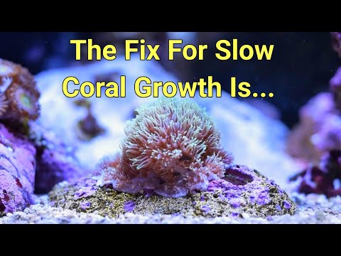 7 Things Pro Reefers Don't Care About (That Newbies Do)