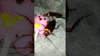 Download lagu Kecoa Bikin Kaget #shorts mp3