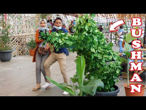 awas-kena-prank-kocak-bushman-prank-prank-manusia-pohon