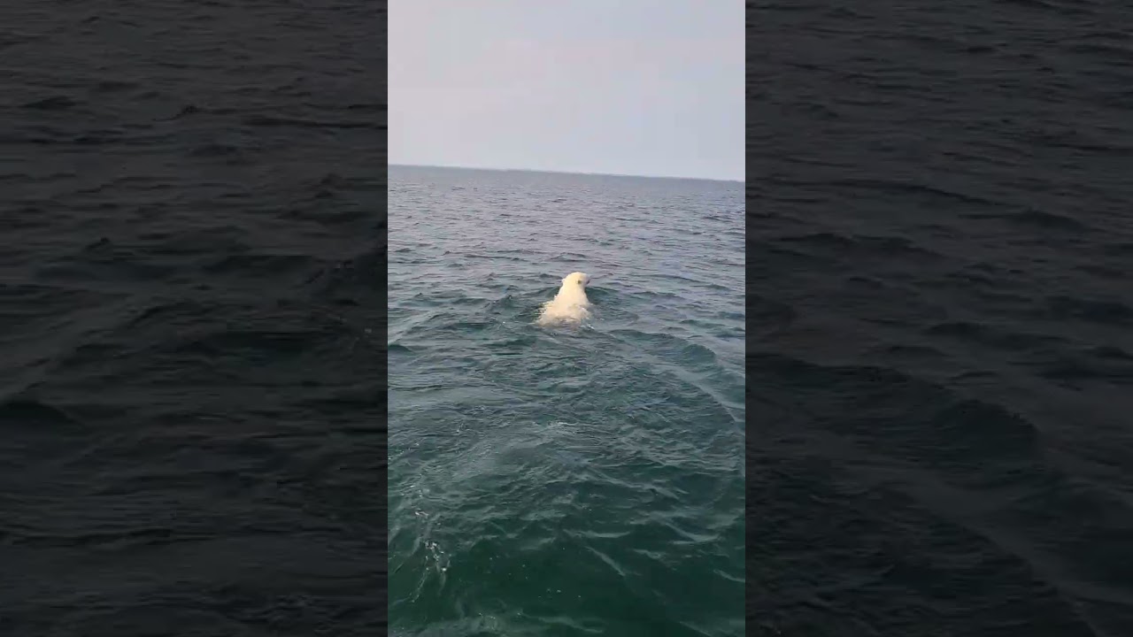 Polar bear found swimming in Hudson Bay, Canada