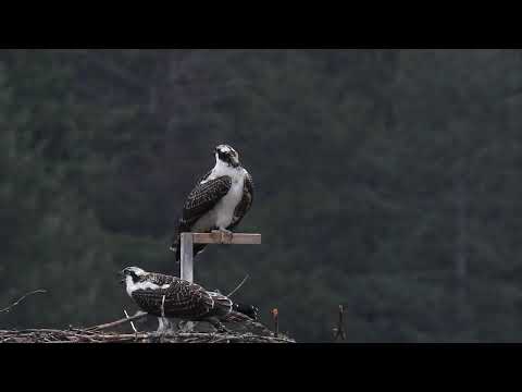Osprey at Pitt Lake