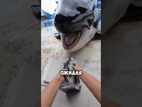 Этот мальчик позаботился о пухленьком дельфине 😯❤️ #short