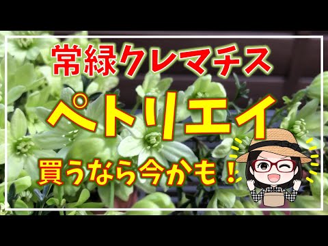 常緑クレマチス 植物