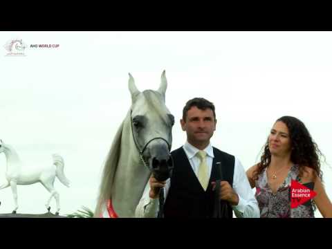 3rd PLACE N.58 MAHDER AL JAMAL - Chantilly 2017 World Cup - Stallions Championship (Class 16)