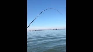 preview picture of video '30 inch Striper - Sacramento, San Joaquin, Antioch Delta'