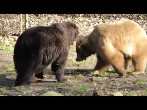 De bruine beren in Het Berenbos ravotten er lekker op los in het prille lentezonnetje!