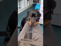 THE SAME EYES 🥹 @nalatheneedyrottie #rottweiler #puppy #shorts