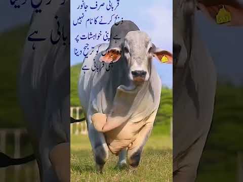 Eid ul azah 2023 #qurbanistatus #2023