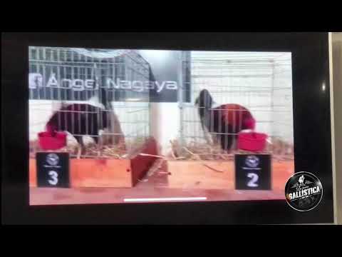 PROGRAMA 522 - LA PEÑA GALLISTICA