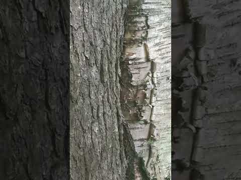 Brothers Ptolemy 13 and Ptolemy 14 over their sister Cleopatra 7 over an Egyptian priest.