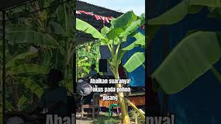 Download lagu mangu azizah #mangu #cover mp3