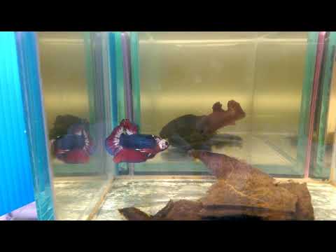 展示級鬥魚－半月PK【Fancy】