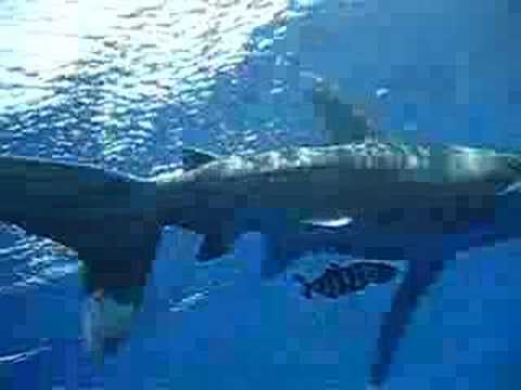 Oceanic White Tip at Zabargad - Red Sea