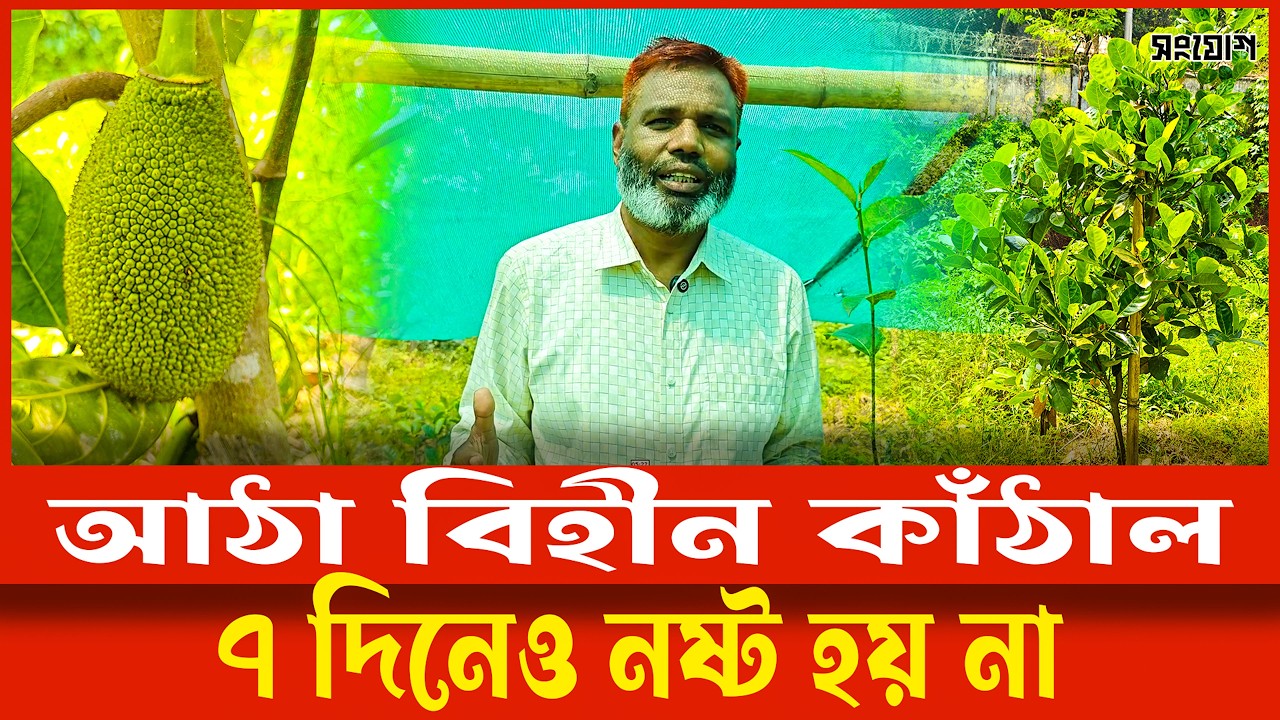 আঠাহীন ও ৭ দিন সতেজ থাকা বিদেশি জাতের কাঁঠাল এখন বাংলাদেশে