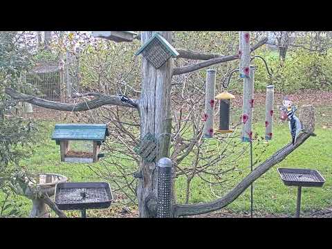 Hawk attack , Hairy and Downy on feeder! #shorts