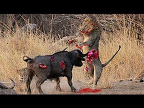 20 Lion VS 1 Buffalo, This is King of Jungle ?
