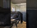 Filly Friesian For sale 2026 Black