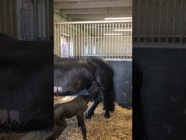 Filly Friesian For sale 2026 Black